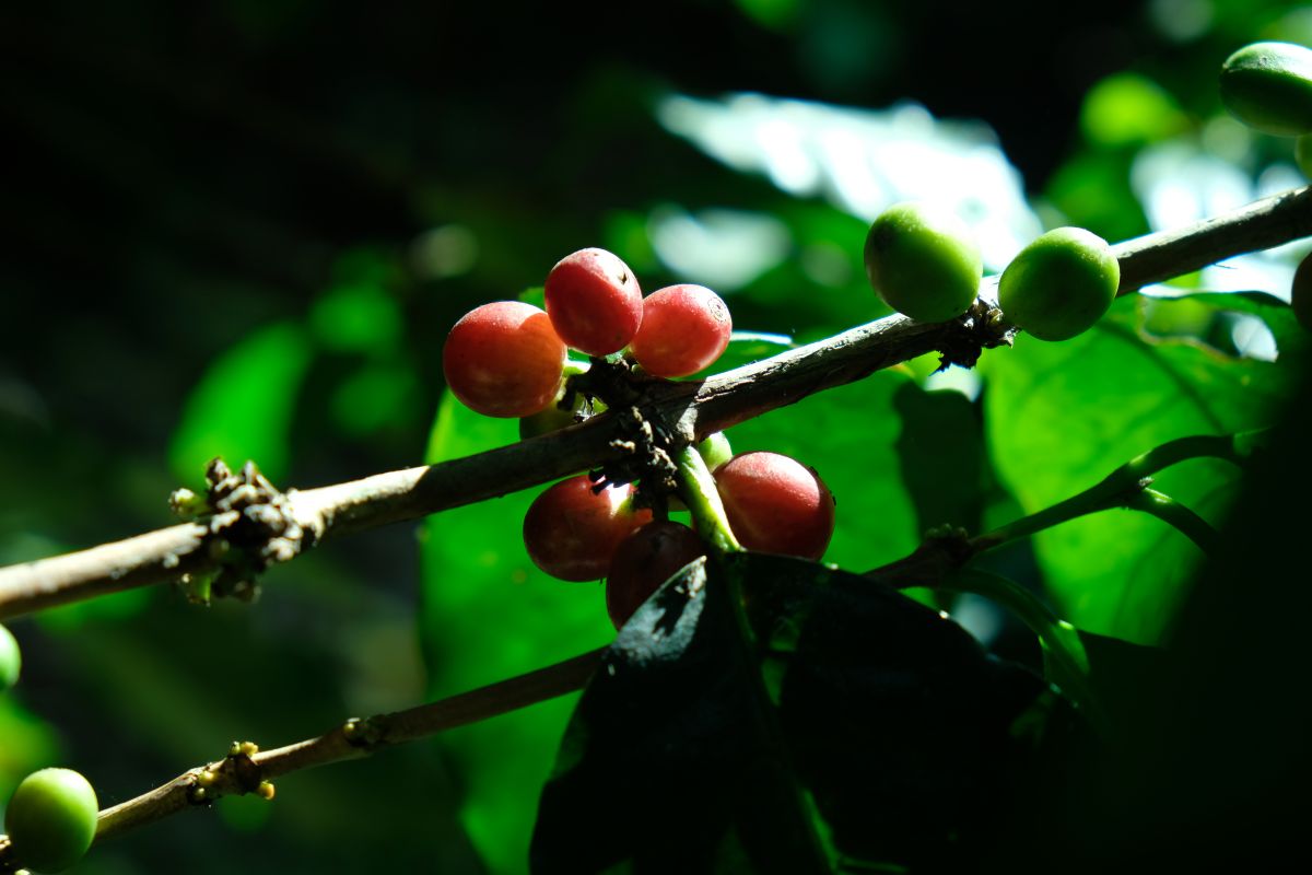 Ripe coffee cherries on the branch