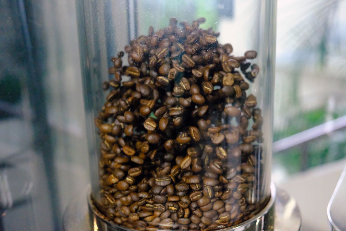 Coffee beans roasting in the RoastMaxTor fluid-bed chamber